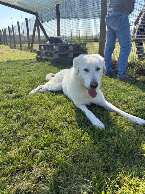 🐾 IL GIGANTE BUONO: INCONTRA MURDOK 🐾 Foto 6